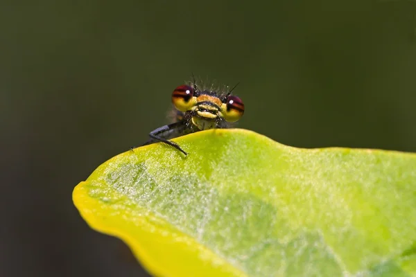 Closeup dragonfly — Stockfoto