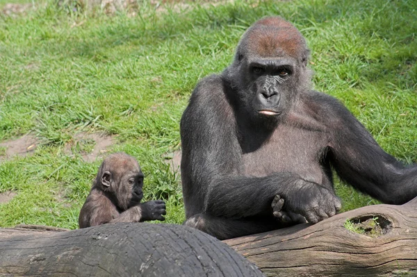 Gorilla med baby — Stockfoto