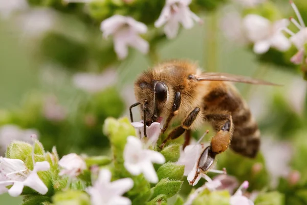 Μέλισσας στο άνθος — Φωτογραφία Αρχείου