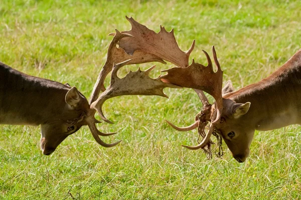 Pusing deers — Stok Foto