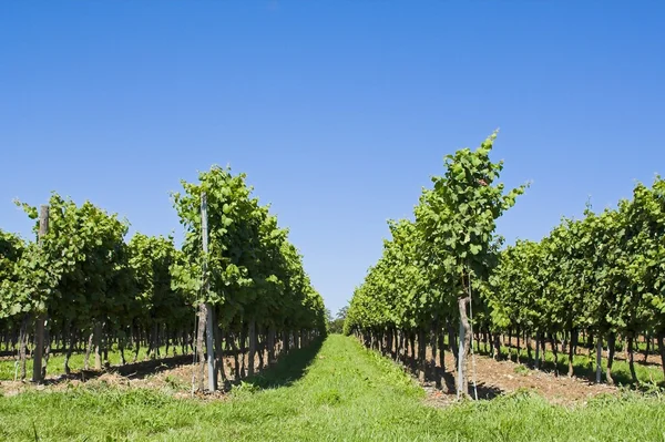 stock image Viticulture