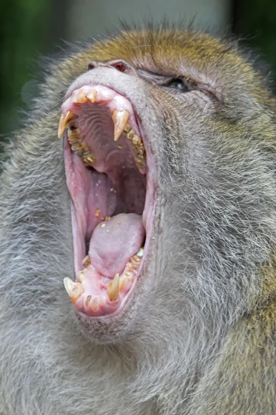 Scimmia barbara — Foto Stock