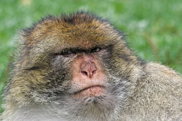 Барбара мавпа — стокове фото