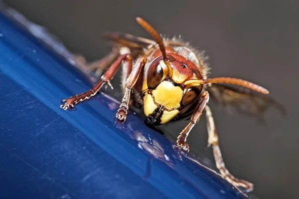 Hornet de close-up — Fotografia de Stock