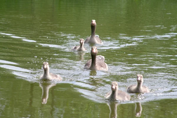 Geese family — Stock Photo, Image