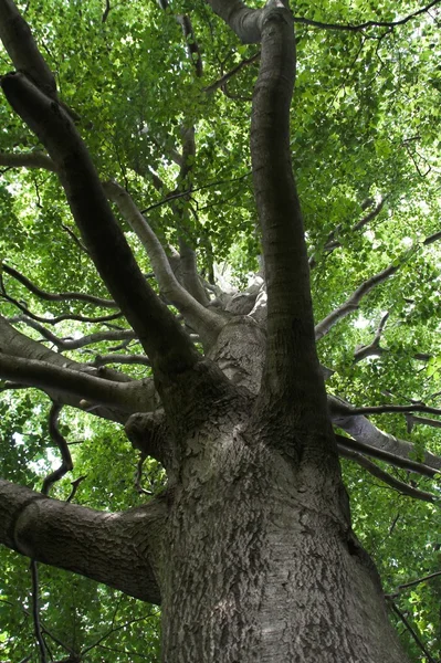 Vista na copa da árvore — Fotografia de Stock