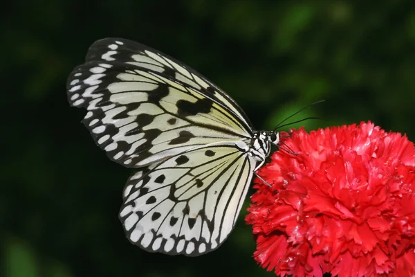 Butterfly on blossom — Stock Photo, Image