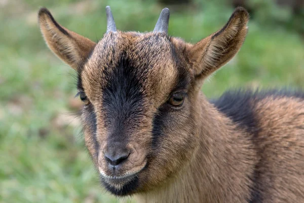 Goat portrait — Stock Photo, Image