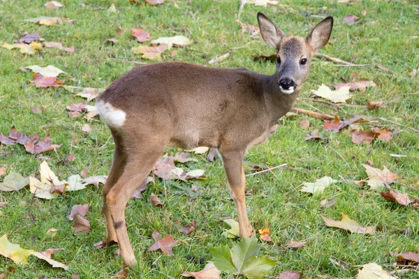 Little fawn — Stock Photo, Image