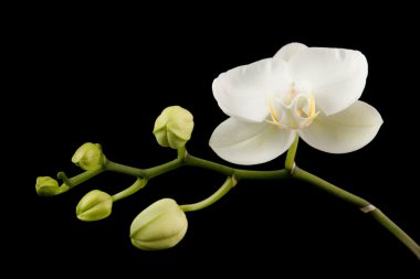 White orchid clipart