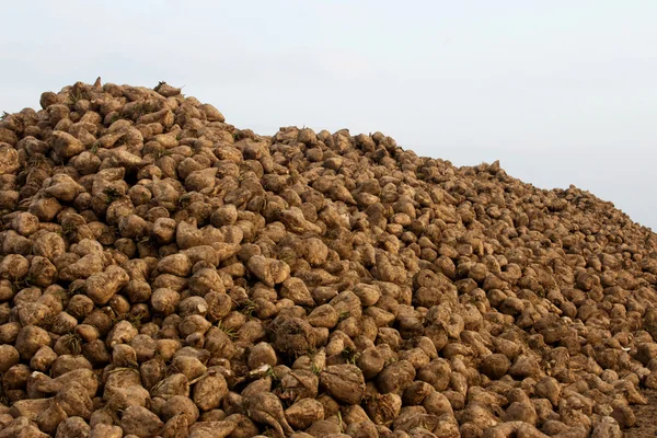 stock image Sugar beets