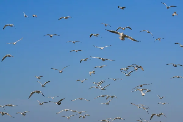 stock image Lots of gulls