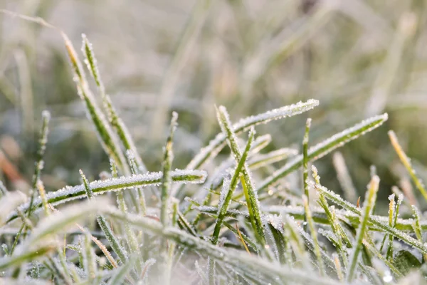 霜で草のブレード — ストック写真