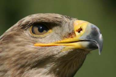 Golden eagle portresi