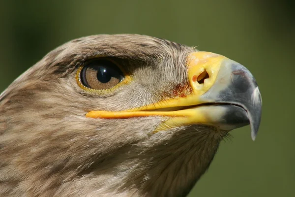 Golden eagle portrait — Stock Photo, Image
