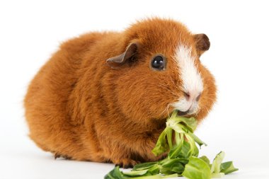 Guinea pig with salad clipart