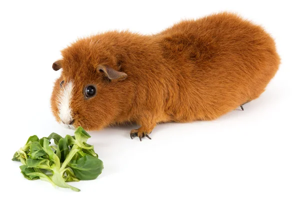 stock image Guinea pig with salad