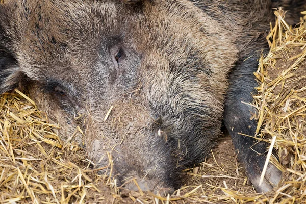 Wild hog with straw — Stock Photo, Image