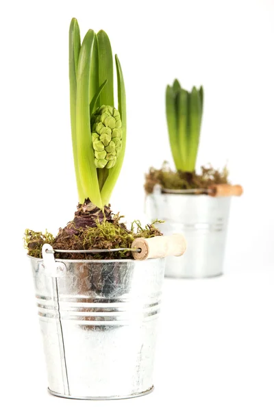 Hyacinten met gesloten bloesem — Stockfoto