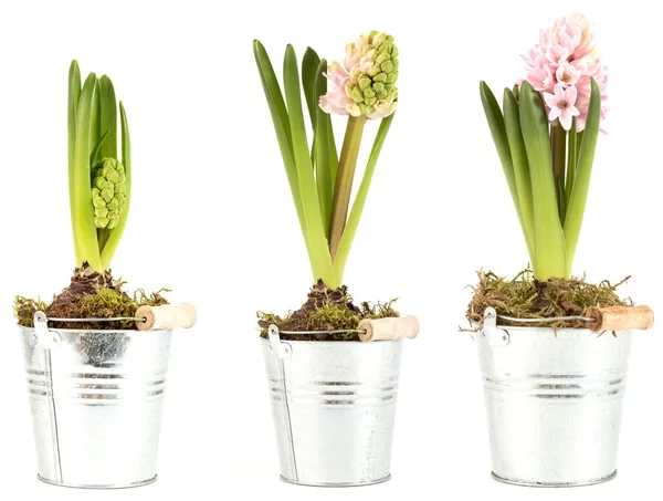 Hyacinter med olika blommor — Stockfoto