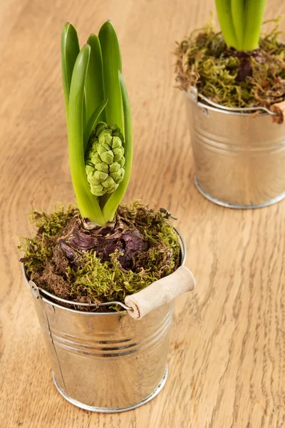 Гиацинты с закрытым цветком — стоковое фото