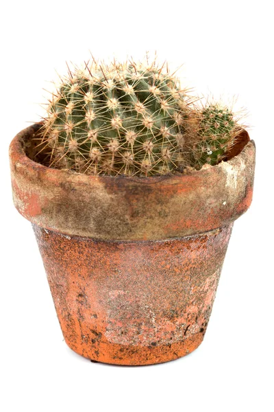 Mały kaktus — Zdjęcie stockowe