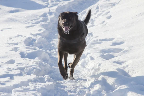 stock image Dog in the snow