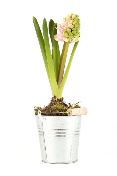 Гиацинт с полуоткрытым цветком — стоковое фото