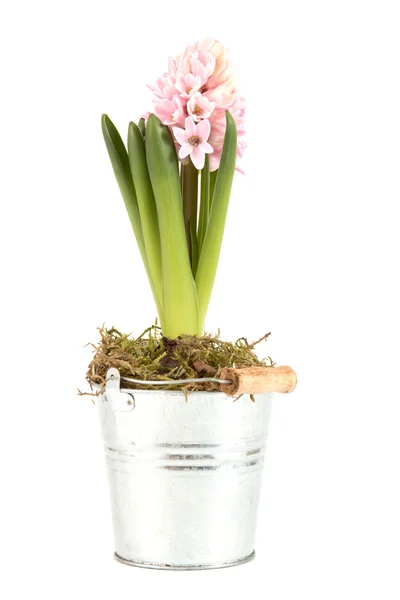 Hyacinth se otevřené květy — Stock fotografie