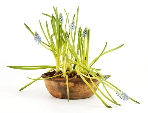 Druivenmost hyacint in een pot — Stockfoto