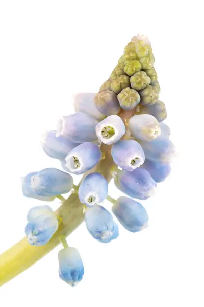 Fleur de jacinthe de raisin — Photo