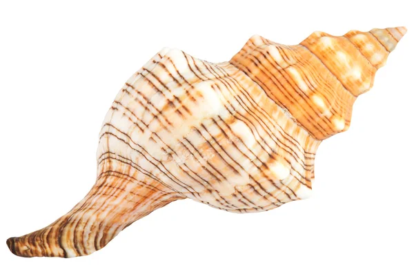 Shell over a white background — Stock Photo, Image