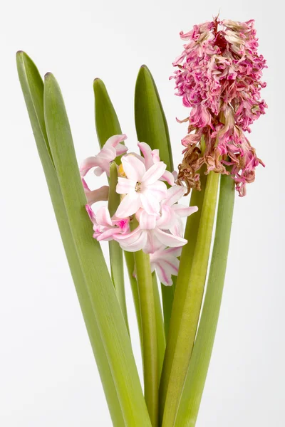 Hyacinth blossoms — Stock Photo, Image