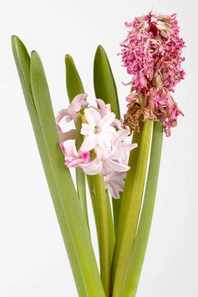 Fiori di giacinto — Foto Stock