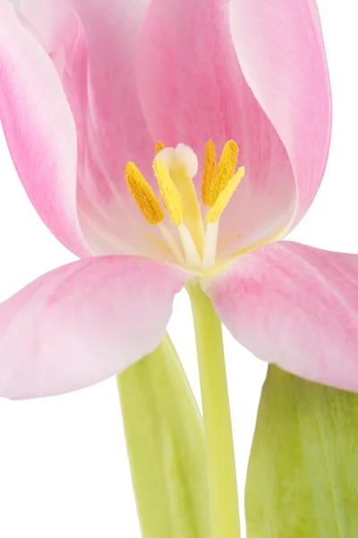 Tulip blossom — Stock Photo, Image