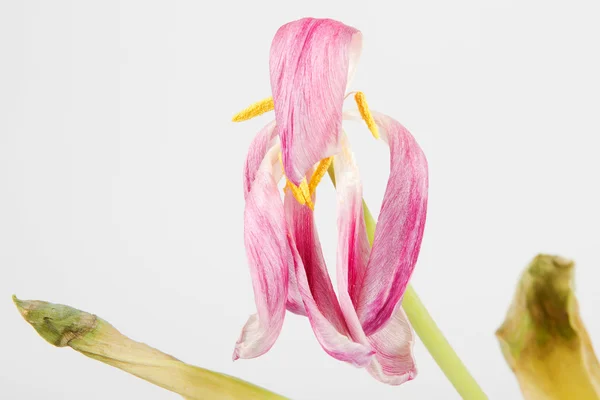 Tulipán marchito — Foto de Stock