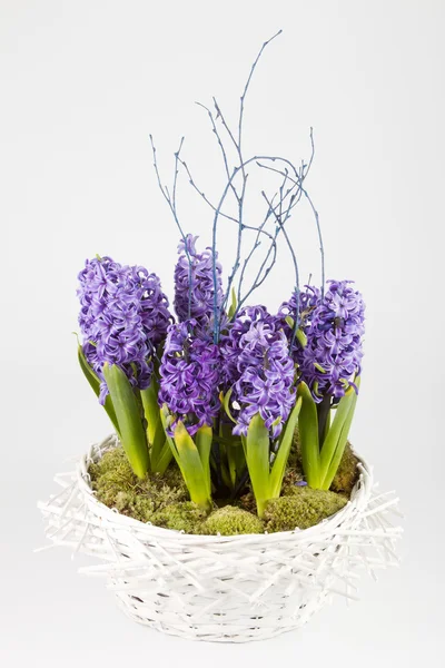 Kruka med hyacinter — Stockfoto