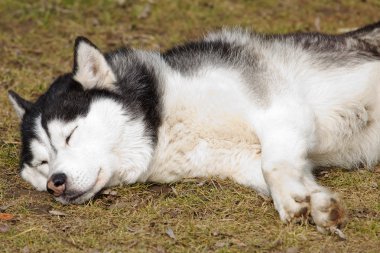 köpek uyurken