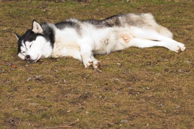 köpek uyurken