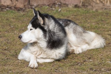 yalancı köpek