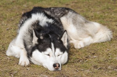 köpek uyurken