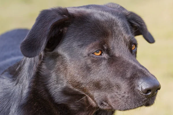 Retrato de cão — Fotografia de Stock