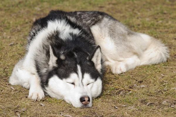 stock image Sleeping dog