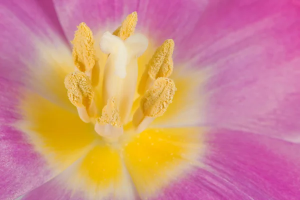 Primer plano tulipán púrpura — Foto de Stock