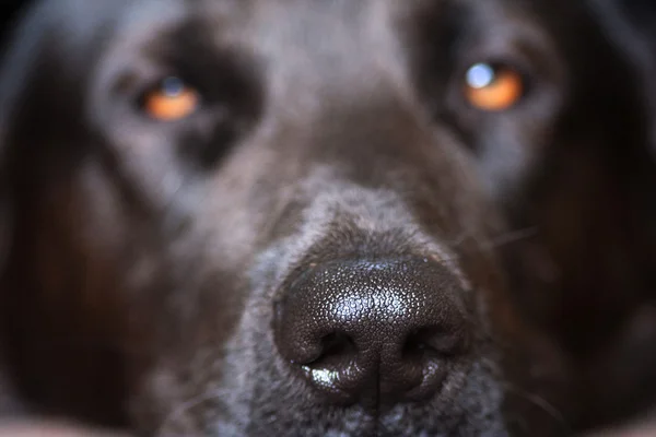 A kutya orra — Stock Fotó
