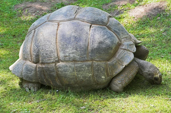 stock image Galapagos giant tortoise