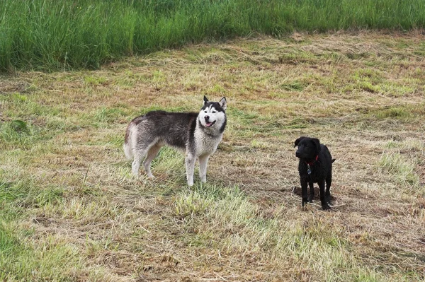 Dva psi — Stock fotografie