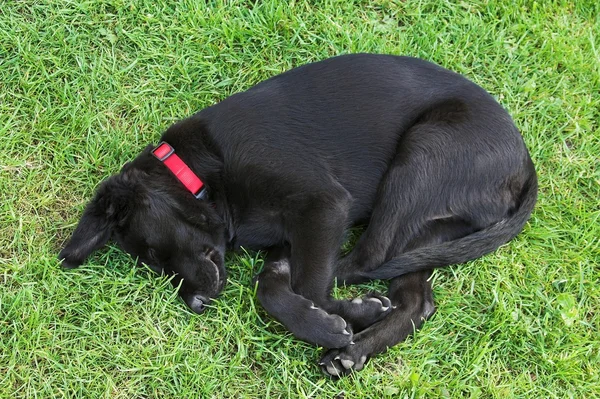 Ung sovande hund — Stockfoto