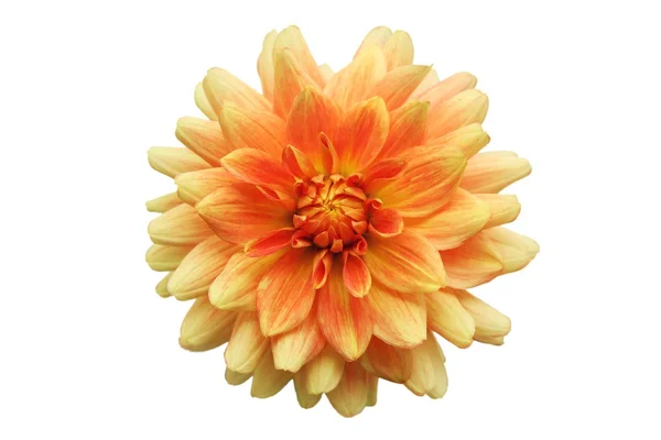 Stock image Orange dahlia