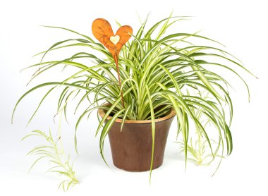 Spider plant with decoration heart clipart